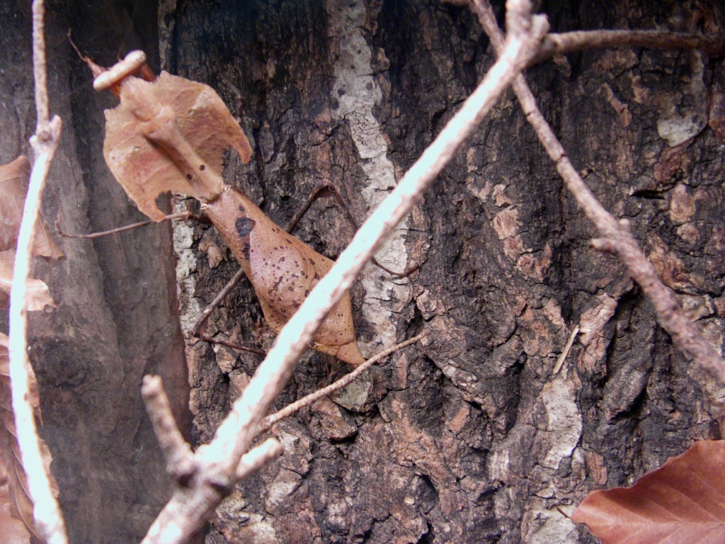 Deroplatys desiccata - Insekten - Wennigsen Deister