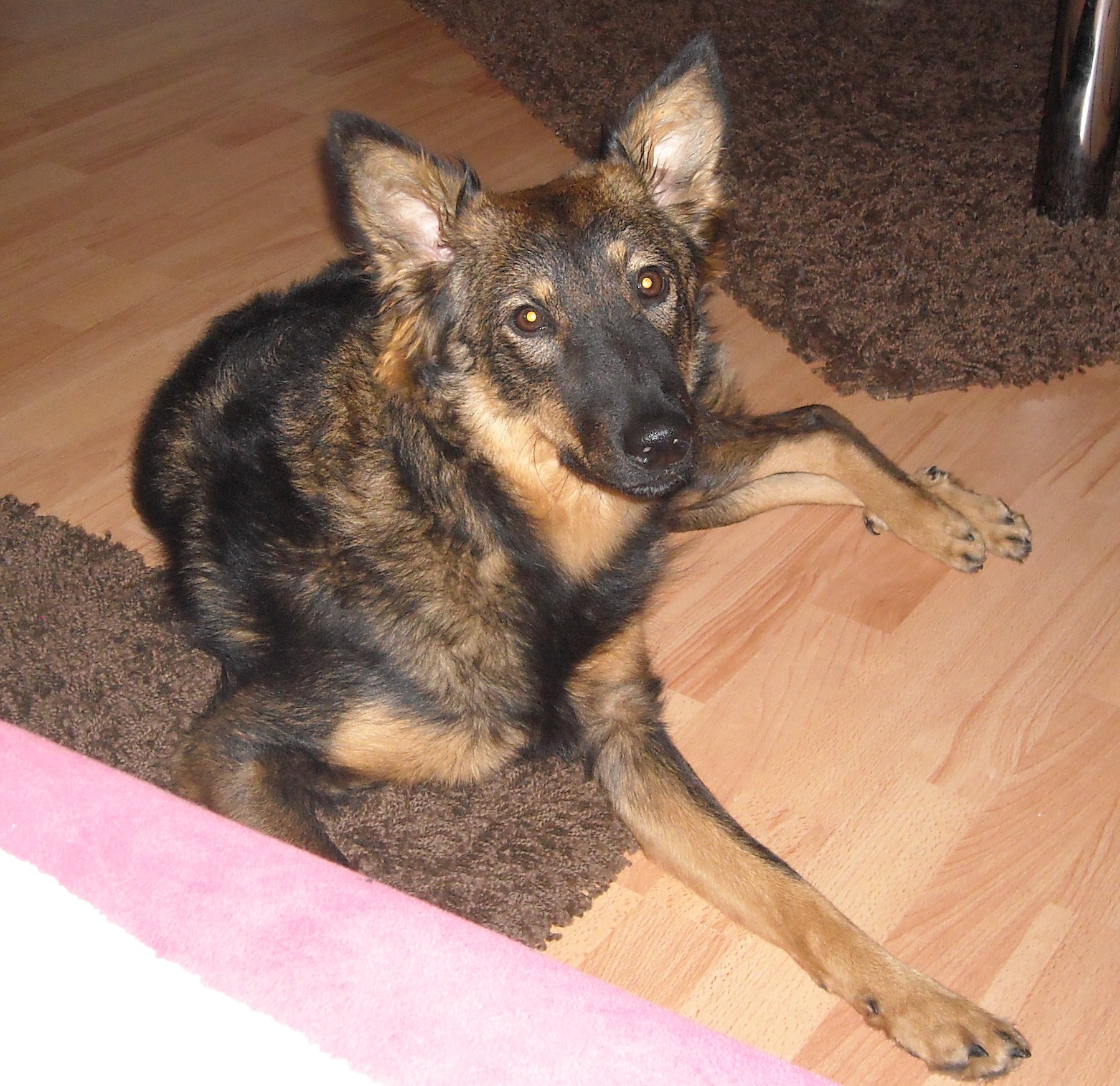 An liebevolle hände abzugeben - Hunde - Mainz