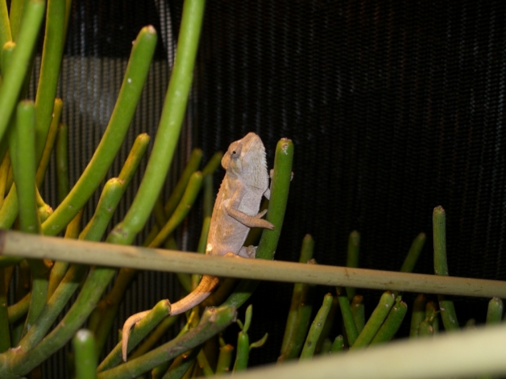 Suche chamaeleo hoehnelli / Helmchamäleon Weibchen - Reptilien - Gütersloh