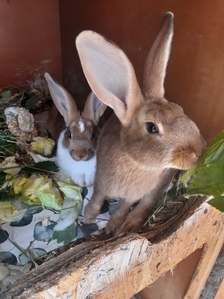 Mecklenburger Schecken Kaninchen Bock Rammler Männchen - Nagetiere - Klein Labenz
