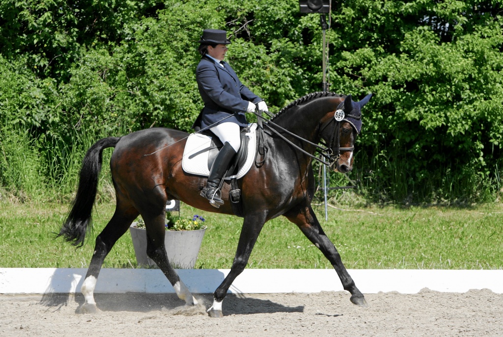 Hengst mit vielseitiger Abstammung. - Pferde - Neufahrn bei Freising