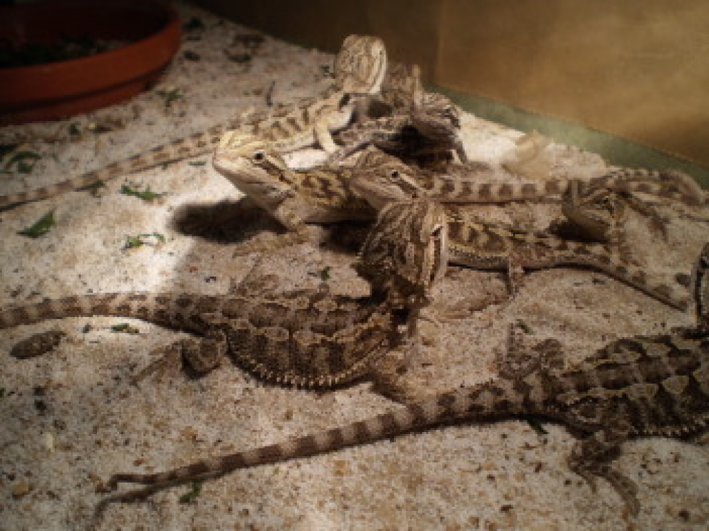 Bartagamen - Reptilien - Heinbockel