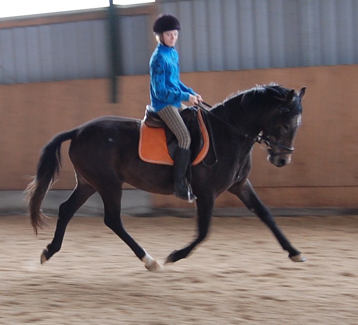 DR- Pony der Extraklasse - Pferde - Seeth