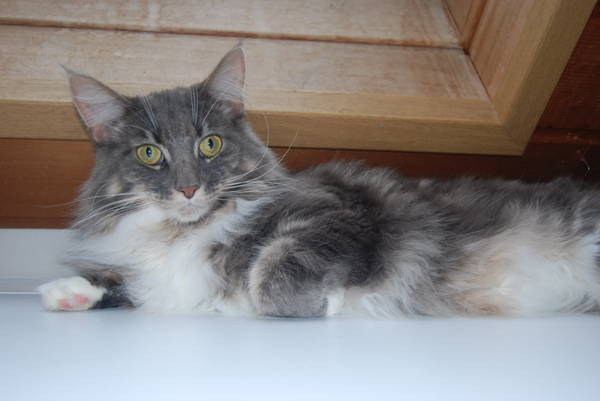 MAIN COON BLUE TABBY - Katzen - Nürnberg