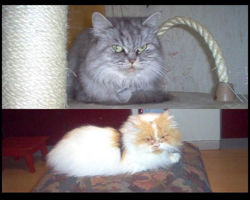 Perserkatzen - Katzen - Kaltbuch