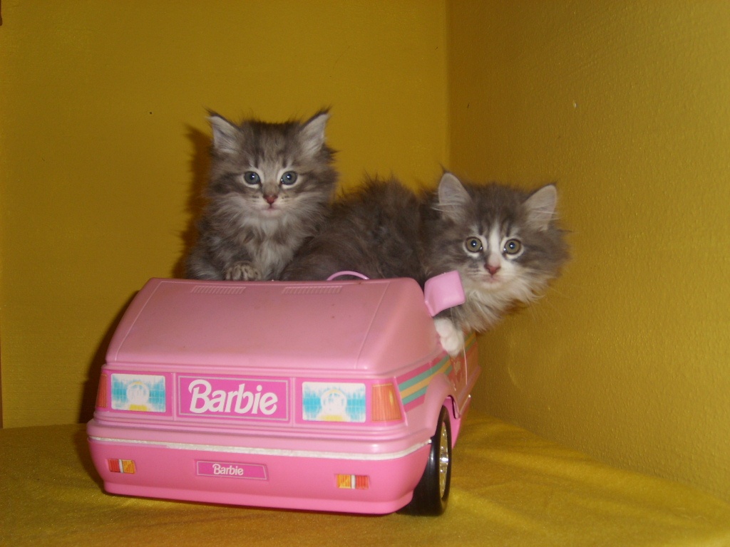 Norwegische waldkatzenkitten - Katzen - Büchlberg