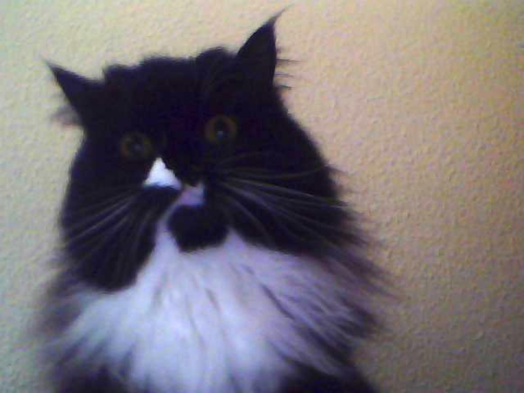 Perserkater (nicht kastriert) sucht neues zuhause - Katzen - Frankfurt am Main