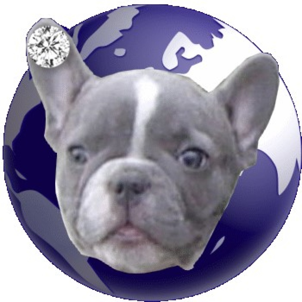 Blaue Französische Bulldoggen aus deutscher Zucht - Hunde - Mügeln
