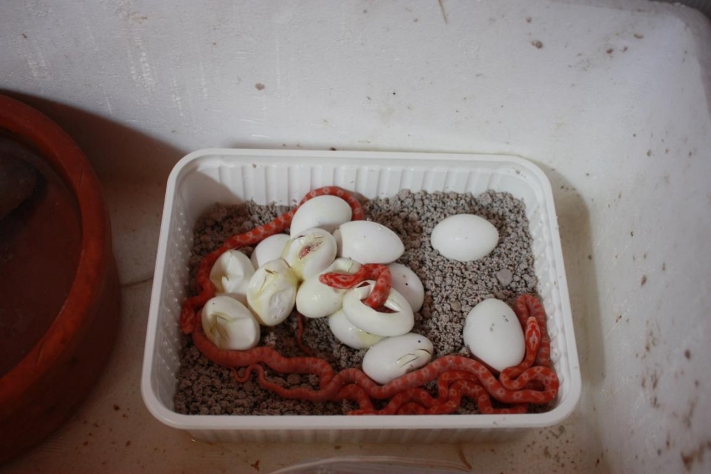 Kornnattern NZ 09 - Reptilien - Donzdorf