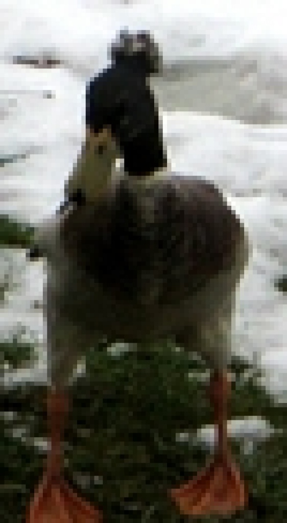 Laufenten Erpel mit Haube - Nutztiere - Remptendorf