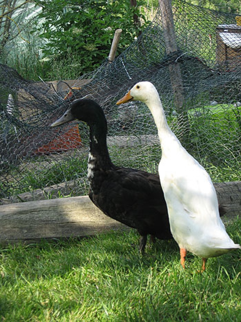 Indische Laufenten | Jungtiere - Nutztiere - Adenau