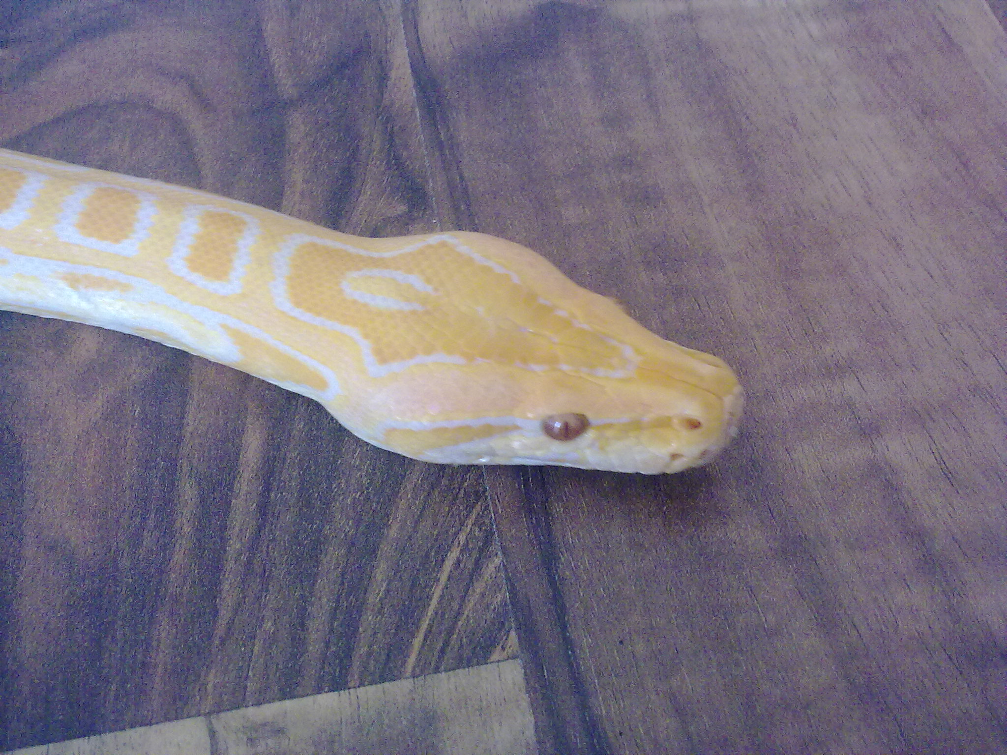 Albino Tigerpython mit Terrarium - Reptilien - Haldenwang
