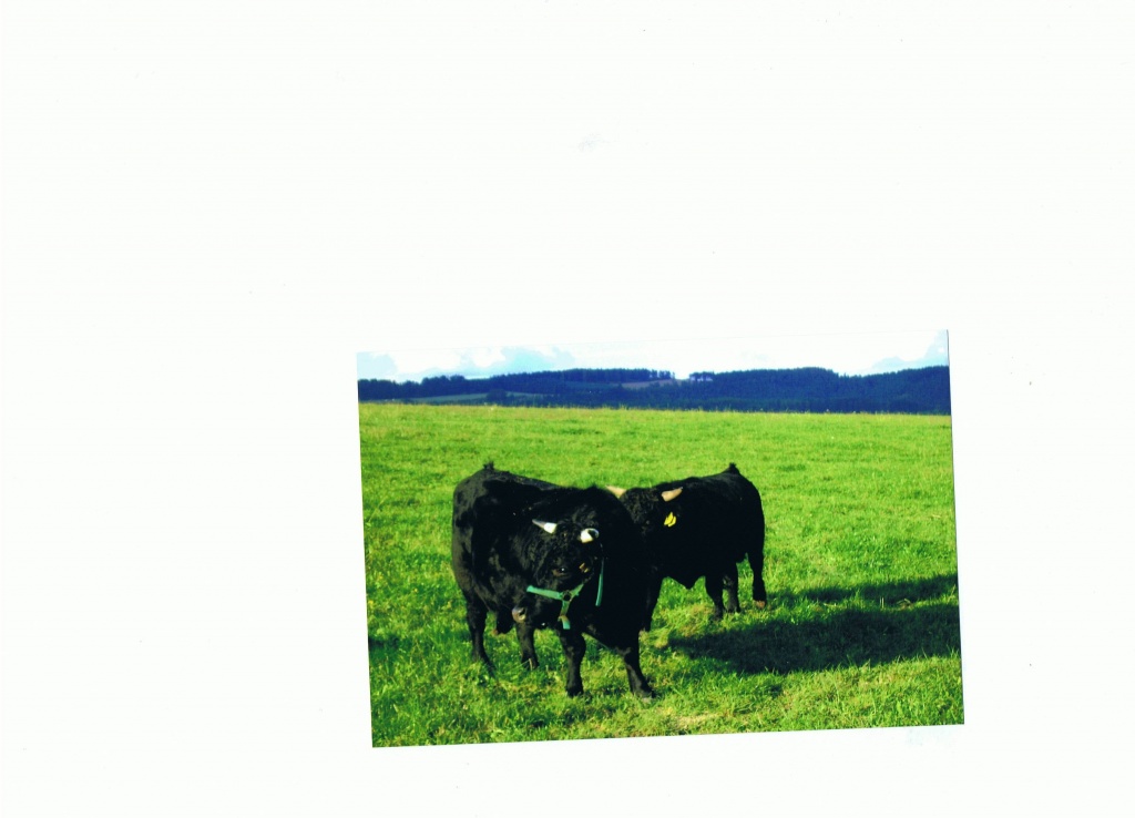 Verkaufe/Tausche - Nutztiere - Plaue