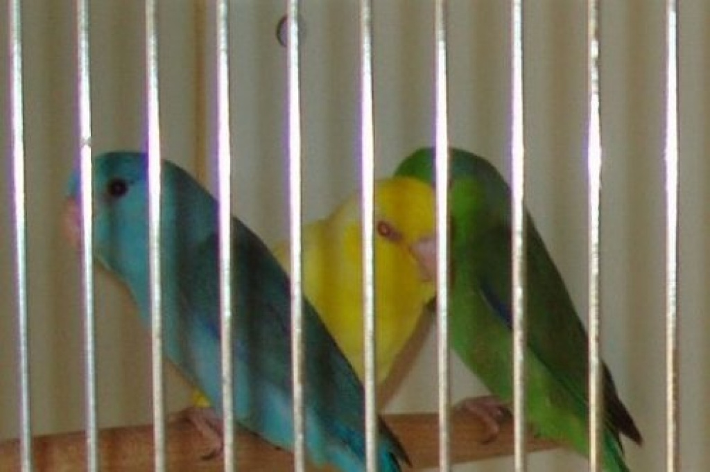 Blaugenicksperlingspapageien - Voegel - Barnstorf