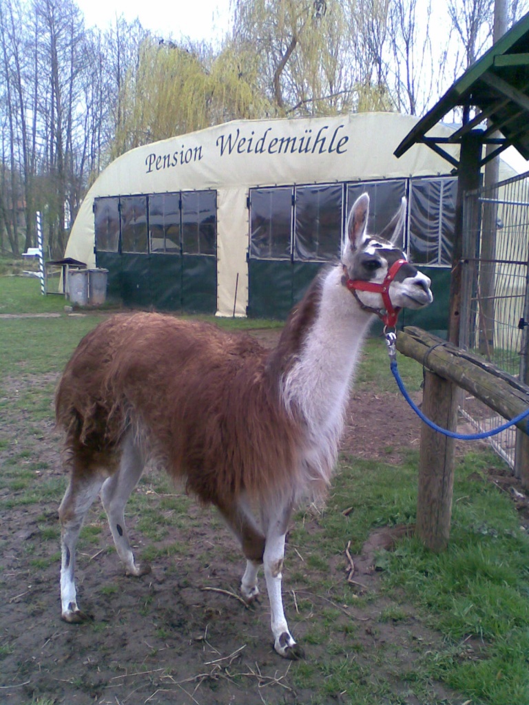 Lama zu verkaufen - Nutztiere - Kelbra Kyffhäuser
