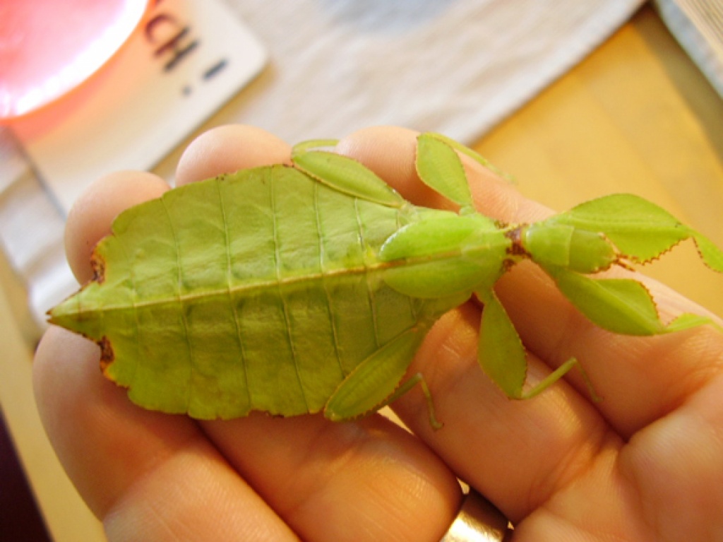 1.1 Phyllium sp. Philippinen - Insekten - Hamburg