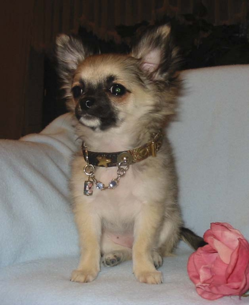Chihuahua -Welpen,Lang- und Kurzhaar, aus seriöser Zucht - Hunde - Kobern Gondorf