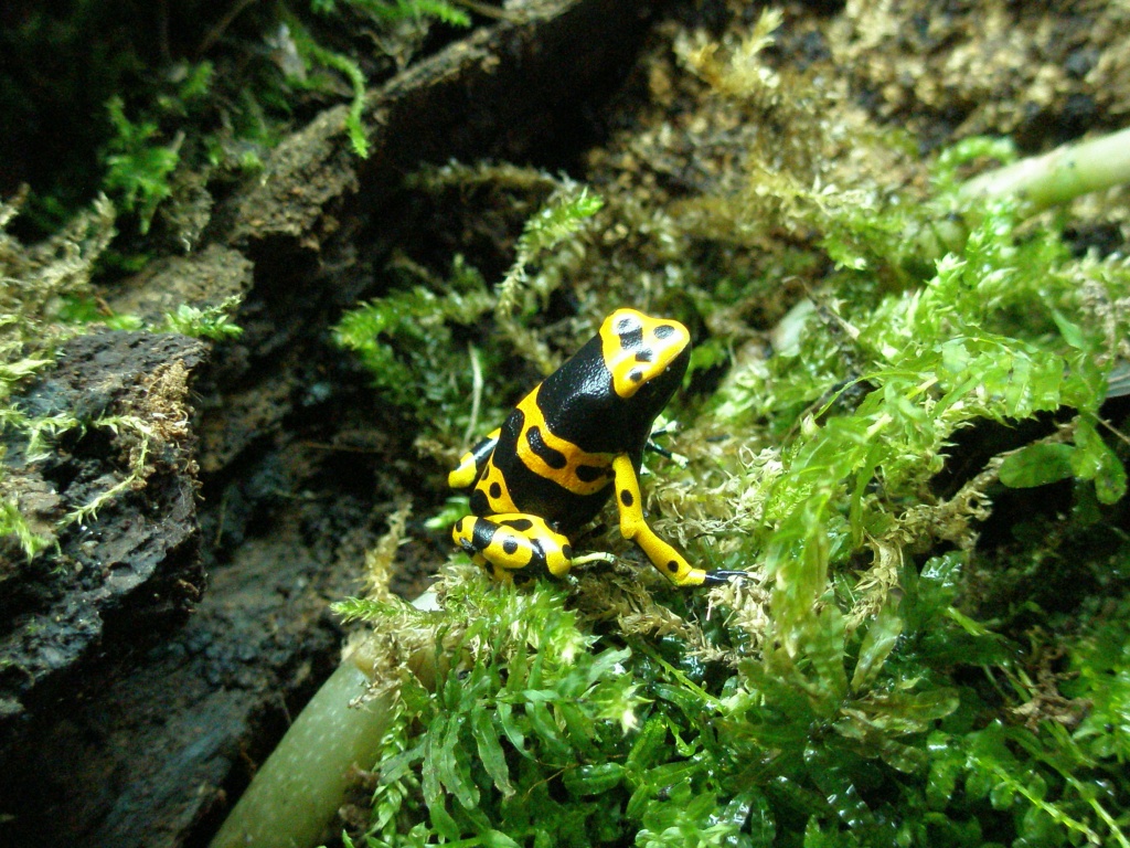 Pfeilgiftfrösche Dendrobates leucomelas Jungtiere  abzugeben. - Amphibien - Borken