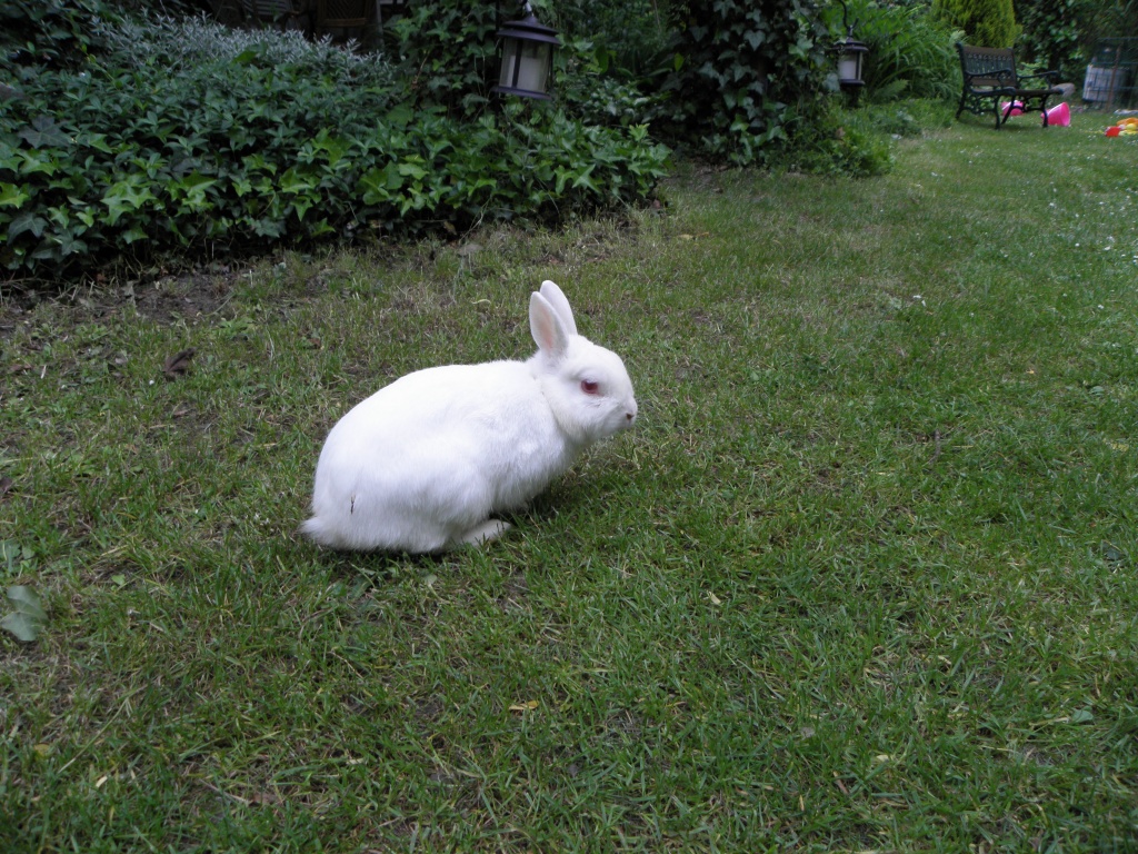 LAUFENTENKÜKEN gesucht!! - Voegel - Berlin