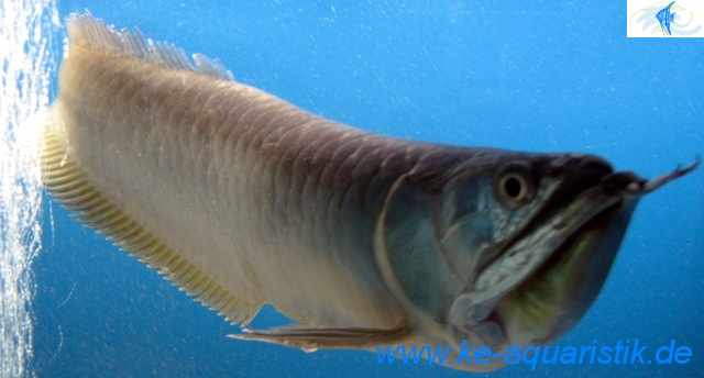 Seltene Zierfische aus Südamerika mit Quarantäne - Fische - Soyen