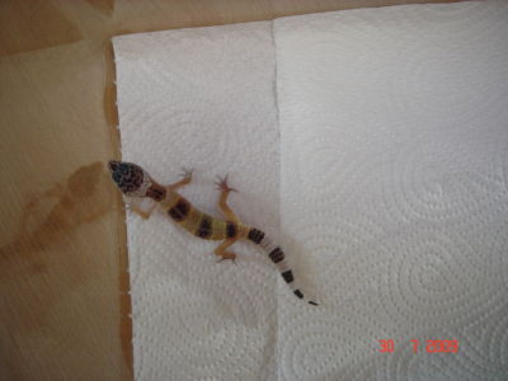 Leopardgeckos - Tierboersen - Frankfurt am Main