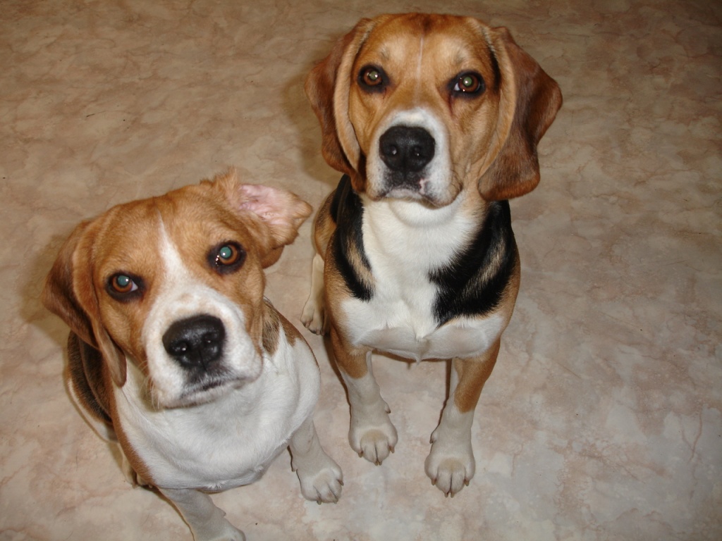 Beaglewelpen - Hunde - Bernau bei Berlin