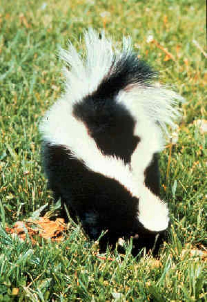 Handzahmes Pärchen Streifenskunks - Zoohandlungen - Hagen