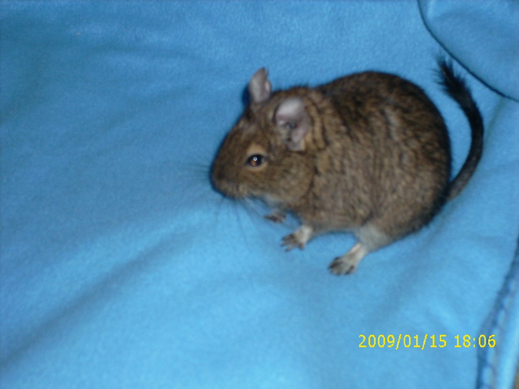Futtertiere - Futtertiere Allgemein - Bad Saulgau