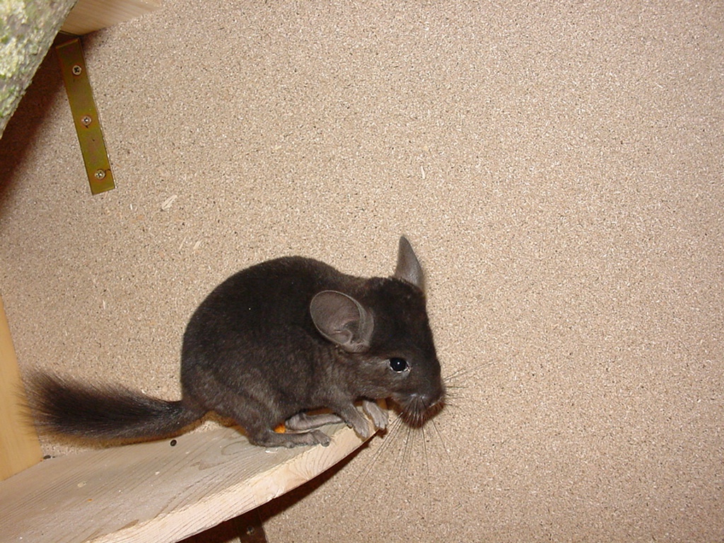 Chinchillas suchen zuhause - Nagetiere - Düsseldorf