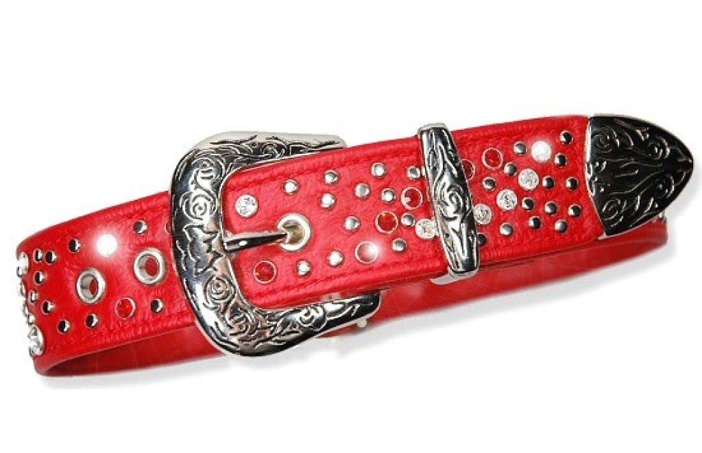 Hundehalsband und Hundeleine von LEDASS92 - Zoohandlungen - Bergkamen