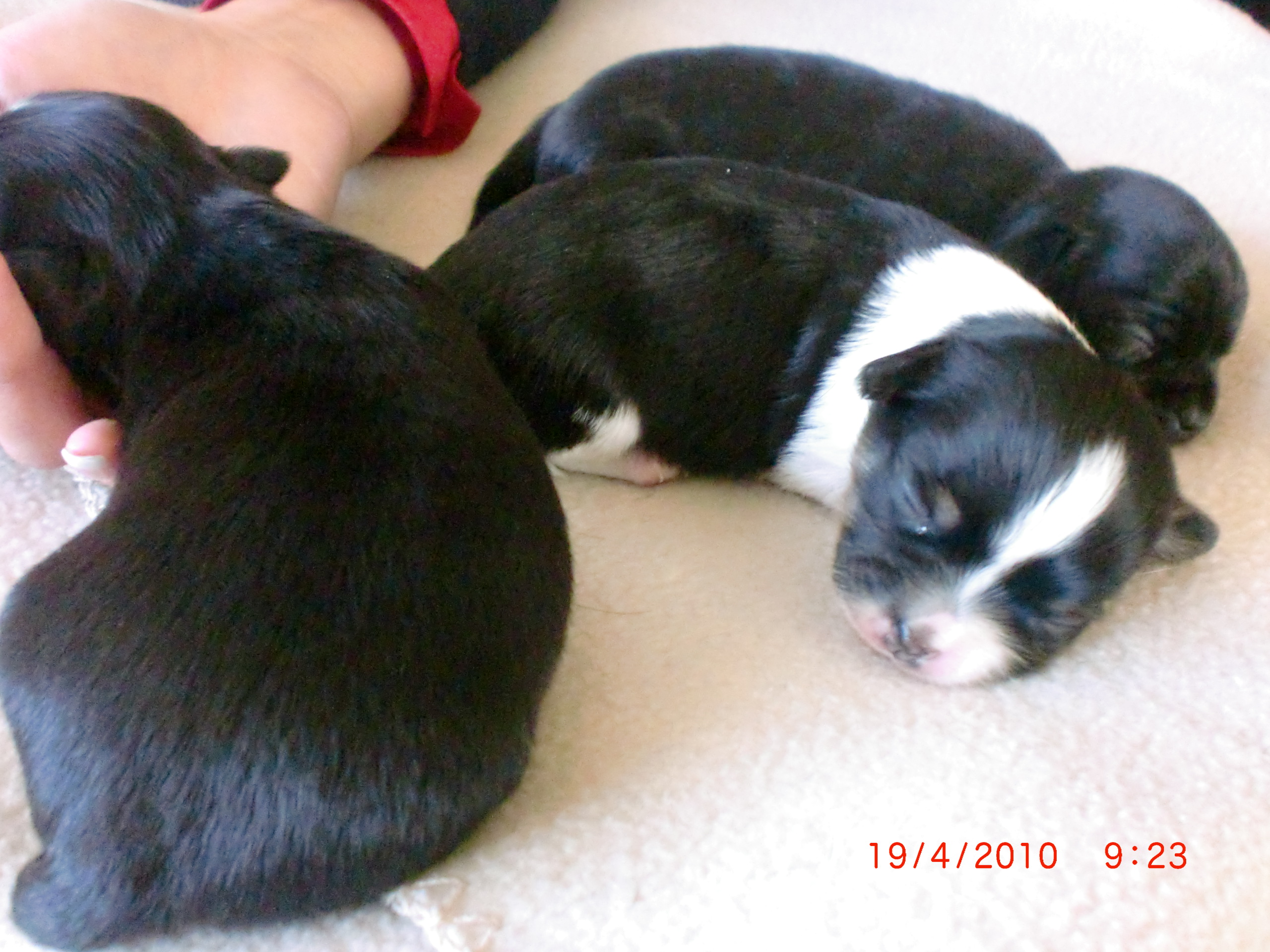 Chihuahuawelpen aus Körzucht - Hunde - Lichtenfels