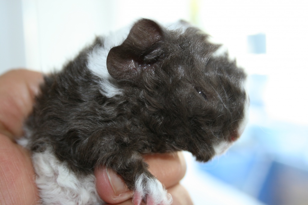 Lunkarya Meerschweinchen - Nagetiere - Friedberg Hessen