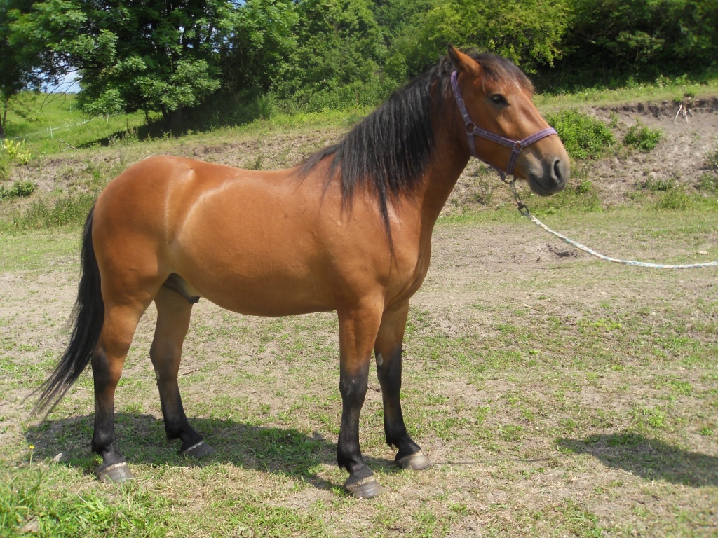 Felix (4 Jahre), schöner Wallach - Pferde - Gompertshausen