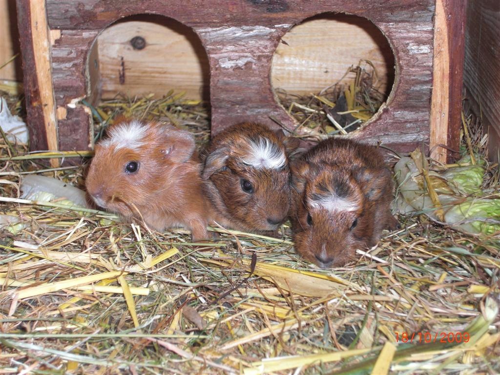 Kleine Meerschweinchen abzugeben! - Nagetiere - Boizenburg