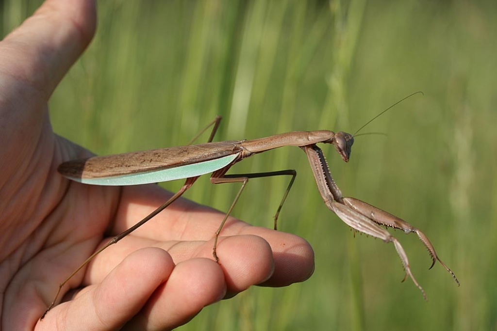 Gottesanbeterinnen (Indische Riesengottesanbeterin usw.) - Insekten - Theilheim