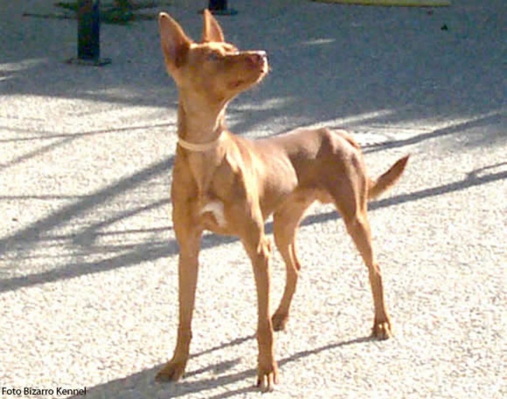 Suche deckrüden - Hunde - Neuhausen ob Eck