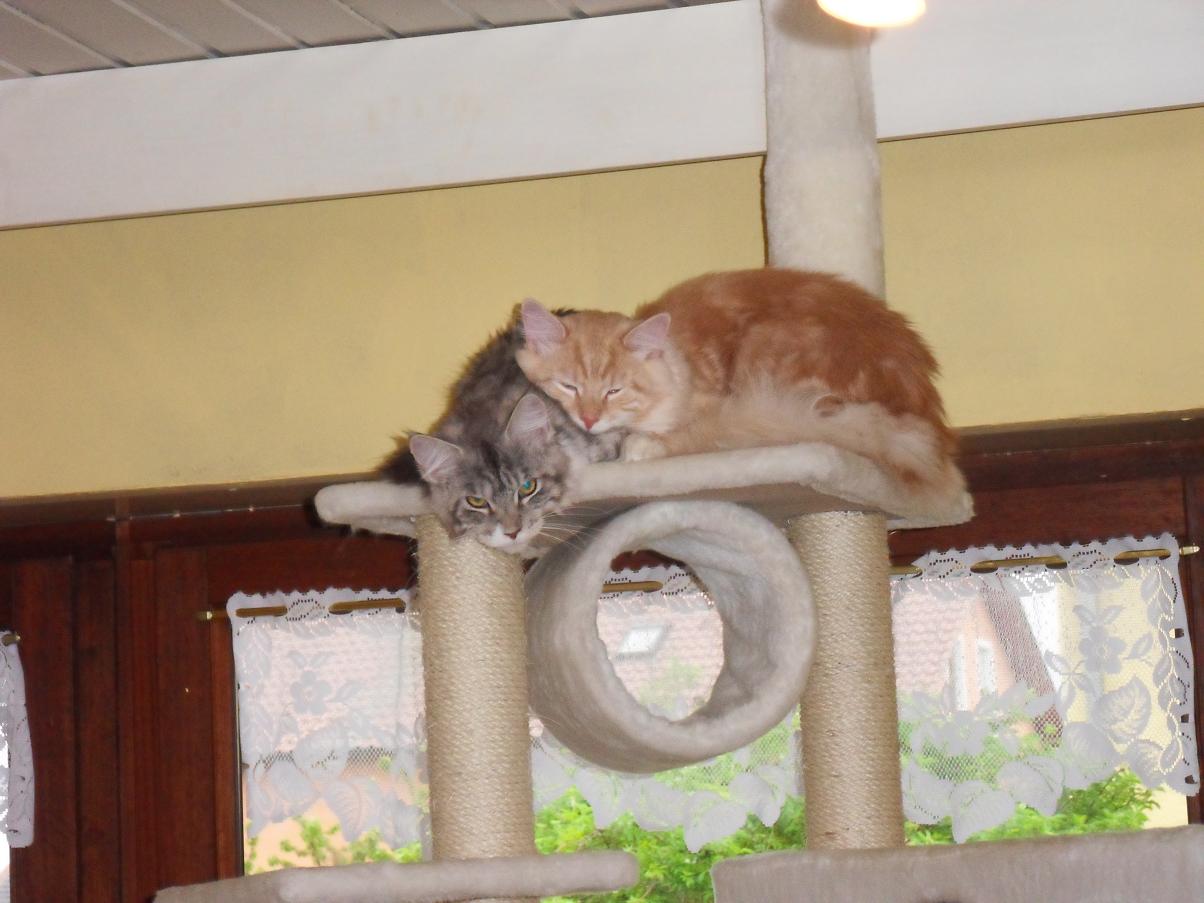 Main Coon Katzenpaar - Katzen - Tegernheim