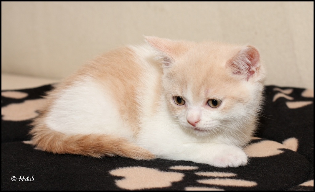BKH in Creme-Weiß - Katzen - Duisburg