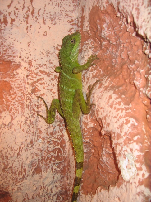 Wasseragamen Pärchen mit Terrarium - Reptilien - Augsburg