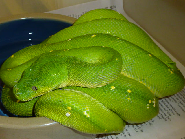Verkaufe meine 1.1 Gree Baum KönigsPython gorgeous - Reptilien - Hannover