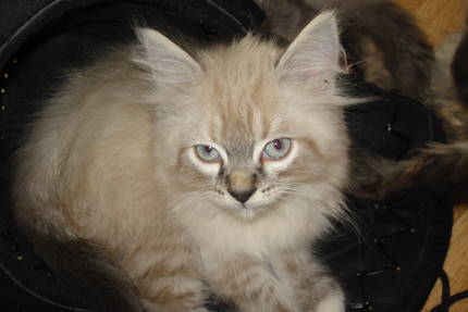 Aprilscherz sucht neues Personal - Katzen - Bischofswerda