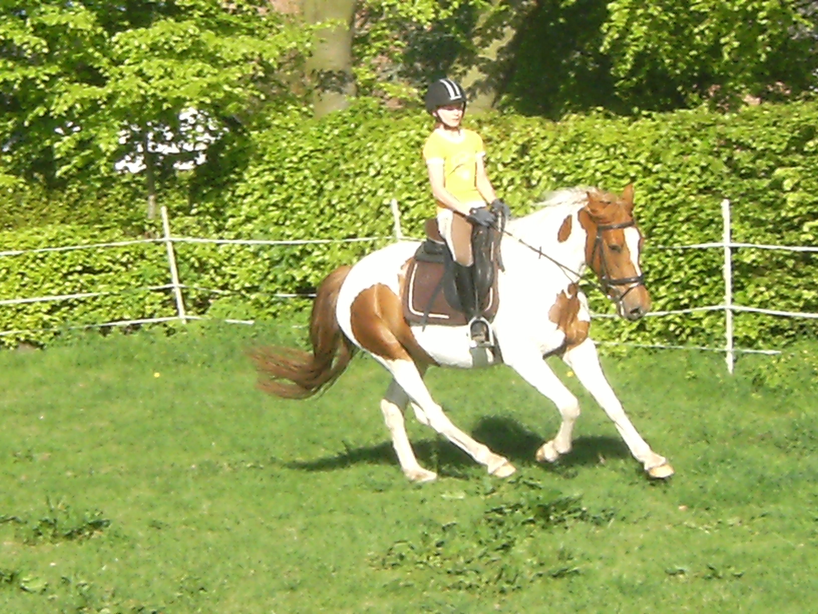 Freizeitstute - Pferde - Aachen