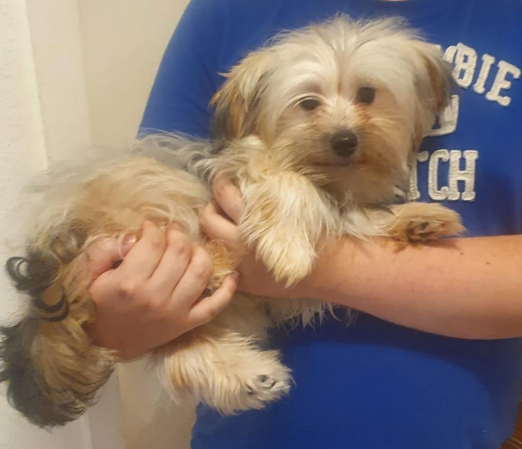 Verkauf von Yorkshire Terrier (Bolonka) - Hunde - Cottbus