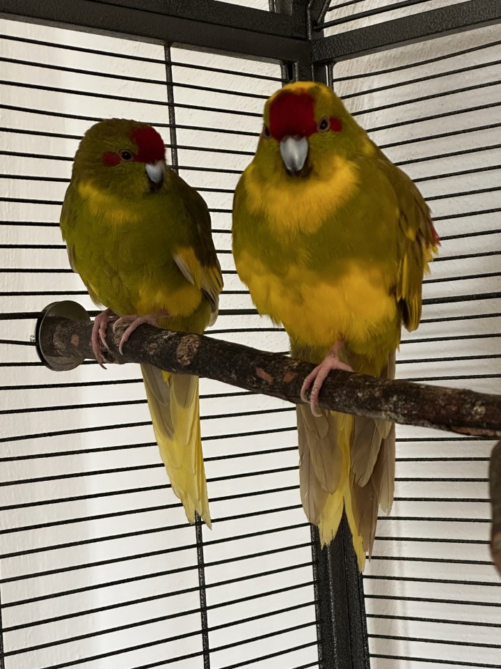Ziegensittich Pärchen - Voegel - Halfing