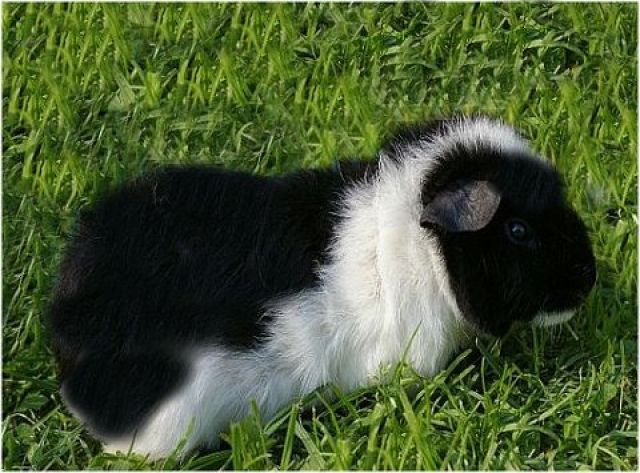 US Teddy Meerschweinchen - Meerschweinchen - Passau