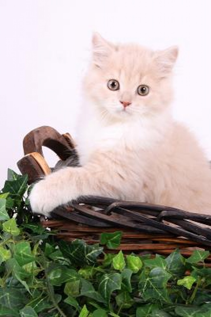 Typvolle Highlander Kitten - Katzen - Detmold