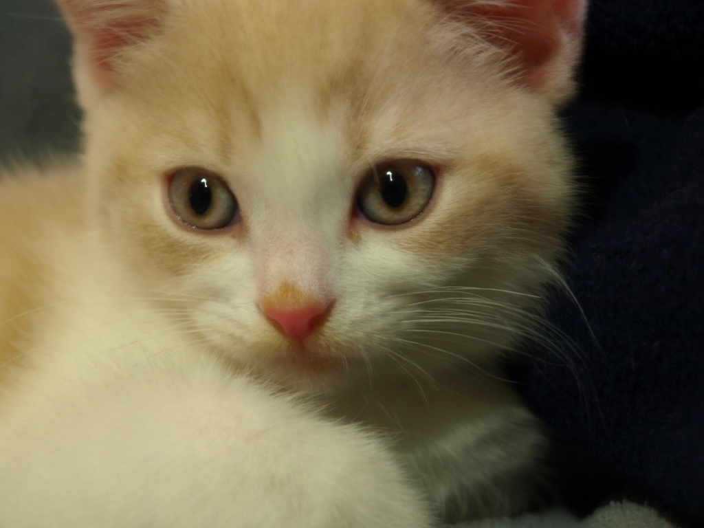 Reinrassiges Katerchen mit Papieren sucht neues Zuhause - Katzen - Berlin