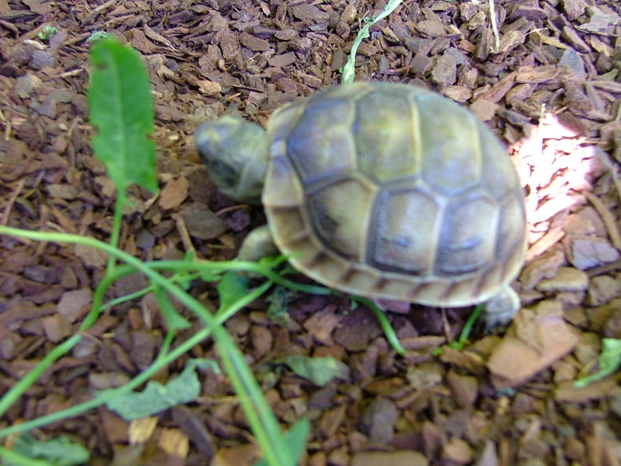 Landschildkröten - Reptilien - Minderlittgen