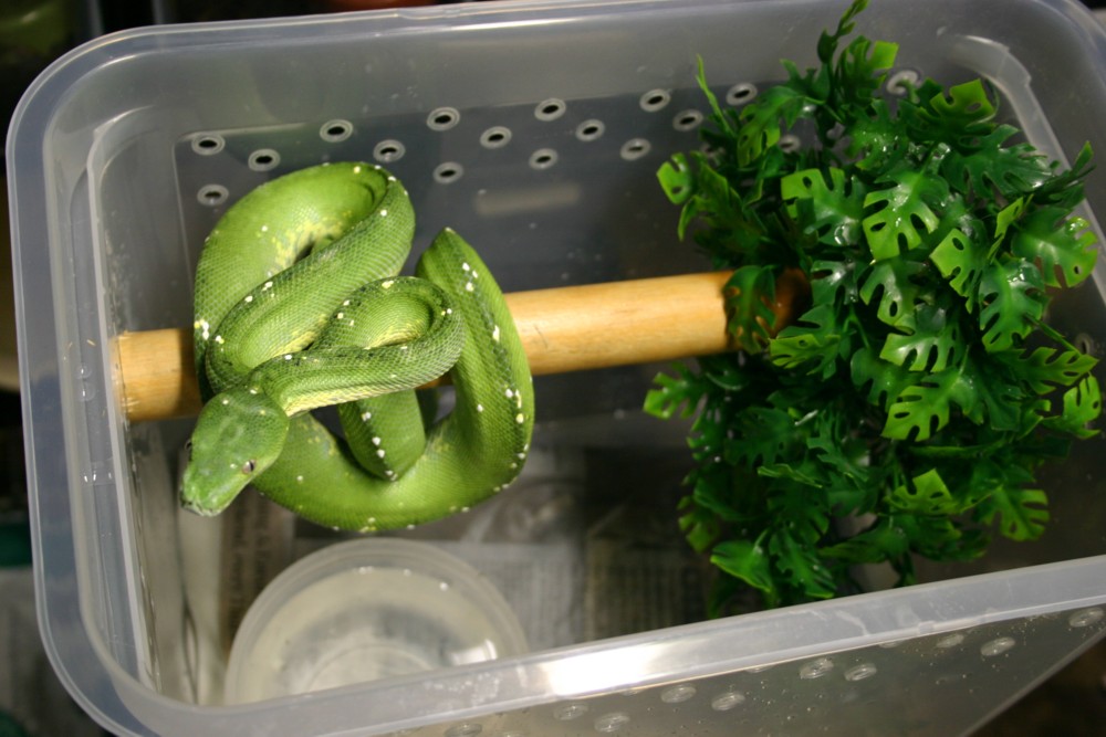 Verkaufe meine 1.1 Aru Gree Baum KönigsPython Morelia viridis - Reptilien - Memmingen