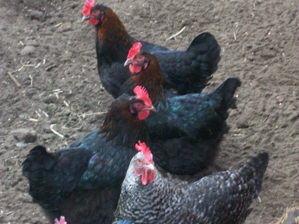 Marans Hennen aus französischer Leistungszucht - Nutztiere - Wulfsen